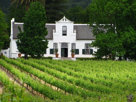 A beautiful wine estate - wine estate, farm, south africa, constantia, cape town, wine, vineyards