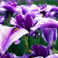 violet flower, natural flower, nature,violet  view