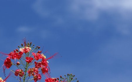 Sky / Flower - nature, sky, flowers