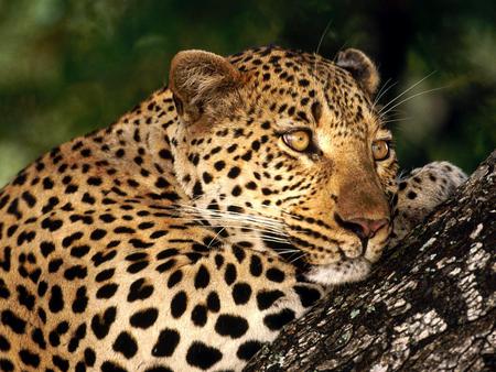 Male leopard