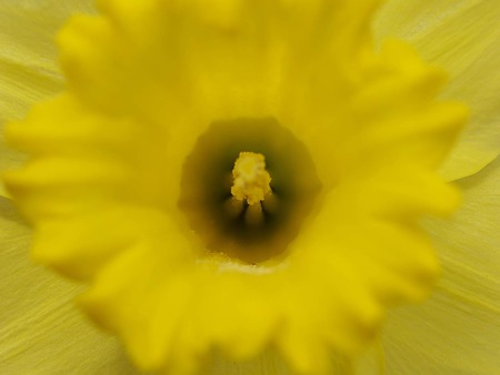 Daffodil Close up.jpg - bloom, spring, daffodil, smells