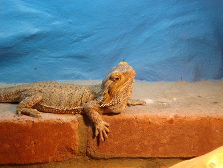 Dragon on da wall! - lizards, bearded dragon, wall, reptiles