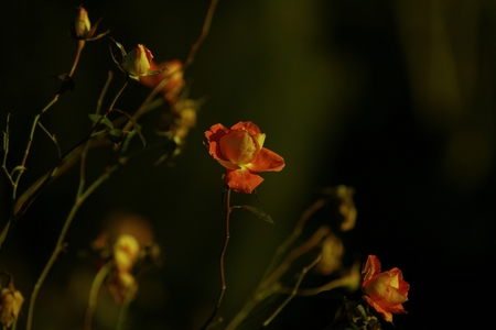 Nature - flowers, nature