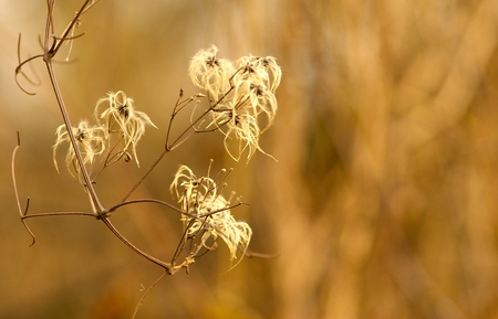 nature - flowers, nature