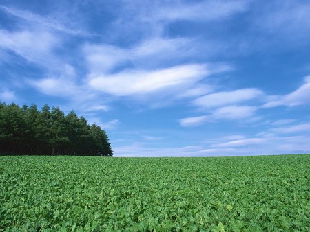 Hokkaido Island, Japan - nature, fields, hokkaido, japan, islands