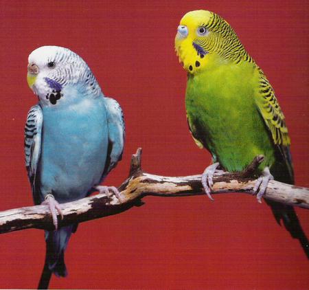 Parakeets - parakeets, birds, animal, limb