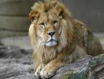 Leo the Lion