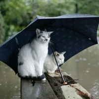 The Weather is not Suitable for Cats