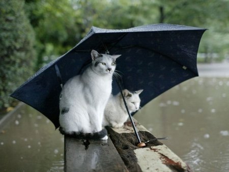 The Weather is not Suitable for Cats - umbrella, cats, rain, animal, weather