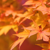 Japanese Maple