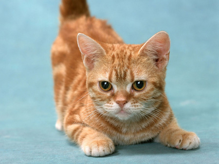 Cat - little-red-munchkin-cat, cool