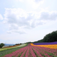 Hokkaido Summer field