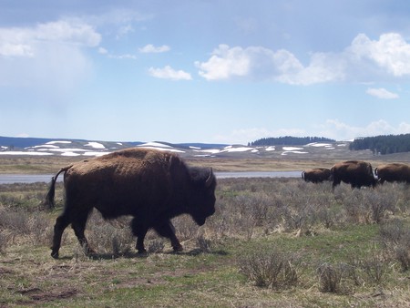 Buffalo - buffalo, yellowstone