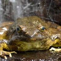 Goliath Frog