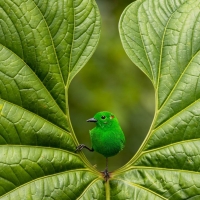 Glistening Green Tanager by Nicolas Reusens