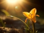 Wildflower in Meadow