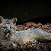 Fox with a cigar by Dakota Vaccaro