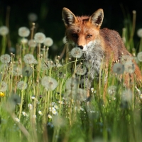 Fox