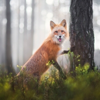 Fox