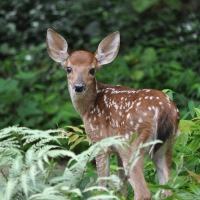 White Tail Deer