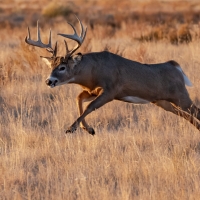 White Tail Deer