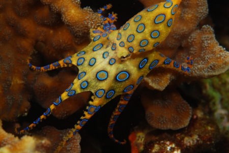Blue-Ringed Octopus - animal, blue, caracatita, nature, octopus, ringed, water, yellow