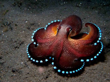 Octopus