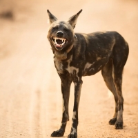 What nice teeth you have by Henry Keepin