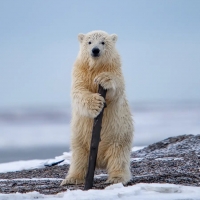 The Cabaret Bear by Khurram Khan