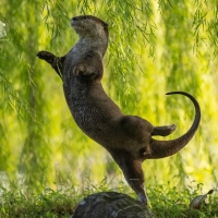 Otter ballerina by Otter Kwek