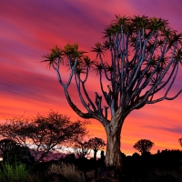 Quiver Tree Forest Namibia