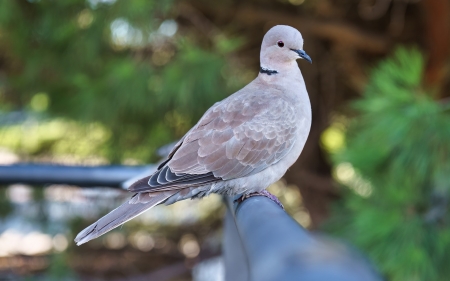 Dove - animal, bird, dove, photo