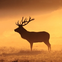 Bull Deer at Sunset