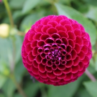 Crimson Dahlia