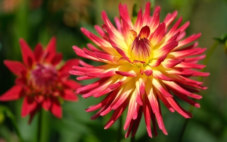 Dahlias - macro, yellow, dahlias, red