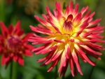 Dahlias