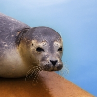 Baby Seal