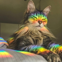 Real Life Nyan Cat by Kendrick Llama
