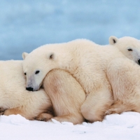 Polar Bears