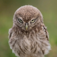 Angry Bird by Michael Erwin