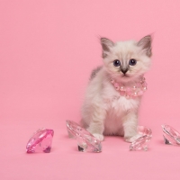 Miss Kitty with diamonds