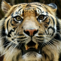 Bengal Tiger
