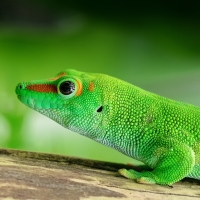 Green Gecko