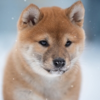 Shiba Inu puppy