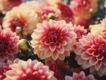 Dahlias