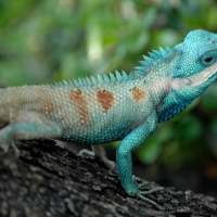 Blue Crested Gecko