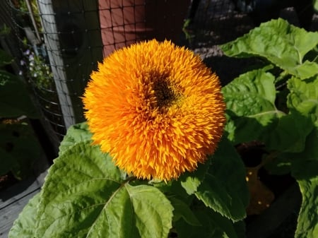 Sunflower Teddybear - summer, yellow, sunflower, garden, flower