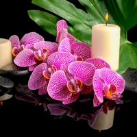 Pink orchids