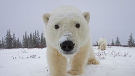 Churchill Bears - cute, polars, bears, animals