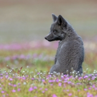 Arctic fox cub